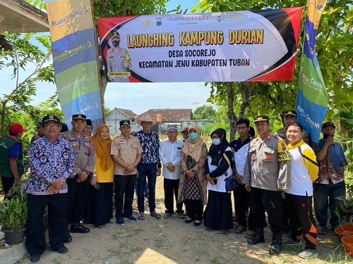 Launching Kampung Durian, Kades Socorejo : 50 Bibit Durian Musan King dan Duri Hitam Ditanam